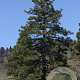 Pinus ponderosa 60-80 cm 10L