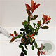 Photinia fraseri 'Robusta Compacta' 40-50 cm 2,5L