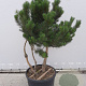 Pinus sylvestris 175-200 cm draadkluit meerstammig