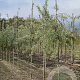 Pyrus salicifolia 'Pendula' 8-10 HO draadkluit