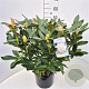 Rhododendron 'Cunningham's White' 50-60 cm 20L