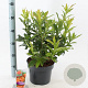 Rhododendron (AK) 'Gibraltar' 30-40 cm 5,0L