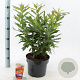 Rhododendron (AK) 'Golden Eagle' 30-40 cm 5,0L