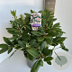 Rhododendron 'Virginia Richards' 40-50 cm 5,0L