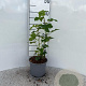 Ribes sanguineum 60-80 cm 2,0L
