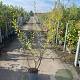 Salix cinerea 125-150 cm 5,0L