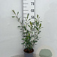 Salix purpurea 40-60 cm 2,0L