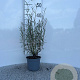 Salix purpurea 'Nana' 30-40 cm C1.3
