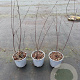 Salix repens nitida 40-60 cm 2,0L
