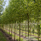 Salix vitellina 10-12 HO draadkluit geknot 220 cm stam