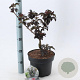 Sambucus nigra Black Tower 30-40 cm 5,0L