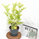 Sambucus nigra Golden Tower 30-40 cm 3,0L