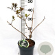 Sambucus nigra 'Guincho Purple' 30-40 cm 3,0L