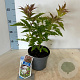 Sambucus nigra 'Serenade' 30-40 cm 2,0L