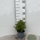 Spiraea jap. 'Albiflora' 10-15 cm C1.3