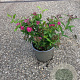 Spiraea jap. 'Anthony Waterer' 30-40 cm 2,0L
