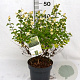 Symphoricarpos Symphony Rock 30-40 cm 3,0L