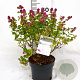 Symphoricarpos d. Symphony Rumble 30-40 cm 3,0L