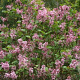 Syringa 'Pink Perfume' 100-125 cm draadkluit struik