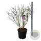 Syringa v. 'Michel Buchner' 100-125 cm cont. 55L extra