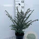 Taxus baccata 40-50 cm 3,0L