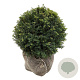 Taxus baccata 55-60 cm met kluit bol extra