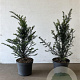 Taxus baccata 60-80 cm 7,5L