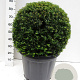 Taxus baccata 65 cm container bol