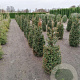 Taxus baccata 120-140 cm met kluit