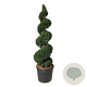 Taxus baccata 175-200 cm cont. 90L spiraal