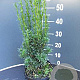 Taxus media 'Hicksii' 40-50 cm 3,0L