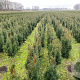 Taxus media 'Hicksii' 50-60 cm met kluit