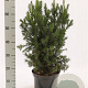 Taxus media 'Hicksii' 50-60 cm met kluit