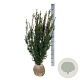 Taxus media 'Hicksii' 100-120 cm met kluit