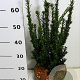 Taxus media 'Hillii' 60-70 cm 5,0L