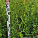 Thuja occ. 'Brabant' 100-120 cm met kluit