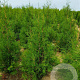 Thuja occ. 'Brabant' 100-120 cm met kluit