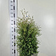Thuja occ. 'Brabant' 100-120 cm met kluit