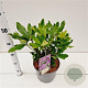 Rhododendron ponticum 30-40 cm 5,0L
