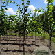 Tilia cordata 'Rancho' 8-10 HO draadkluit