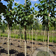 Tilia mandshurica 10-12 HO draadkluit