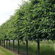 Tilia platyphyllos 14-16 HO draadkluit lei 180x150 200 cm stam