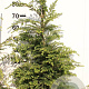 Tsuga canadensis 80-100 cm met kluit