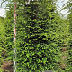 Tsuga canadensis 225-250 cm draadkluit extra