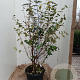 Viburnum burkwoodii 125-150 cm 35L najaarspotting