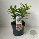 Viburnum hillieri 'Winton' 25-30 cm 3,0L
