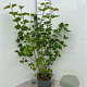 Viburnum opulus 60-80 cm 5,0L