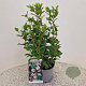 Viburnum tinus 40-50 cm 2,5L