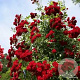 Rosa (K) Crimson Siluetta 150-175 cm vierkant rond 5,5L