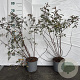 Rosa glauca 40-60 cm 2,0L